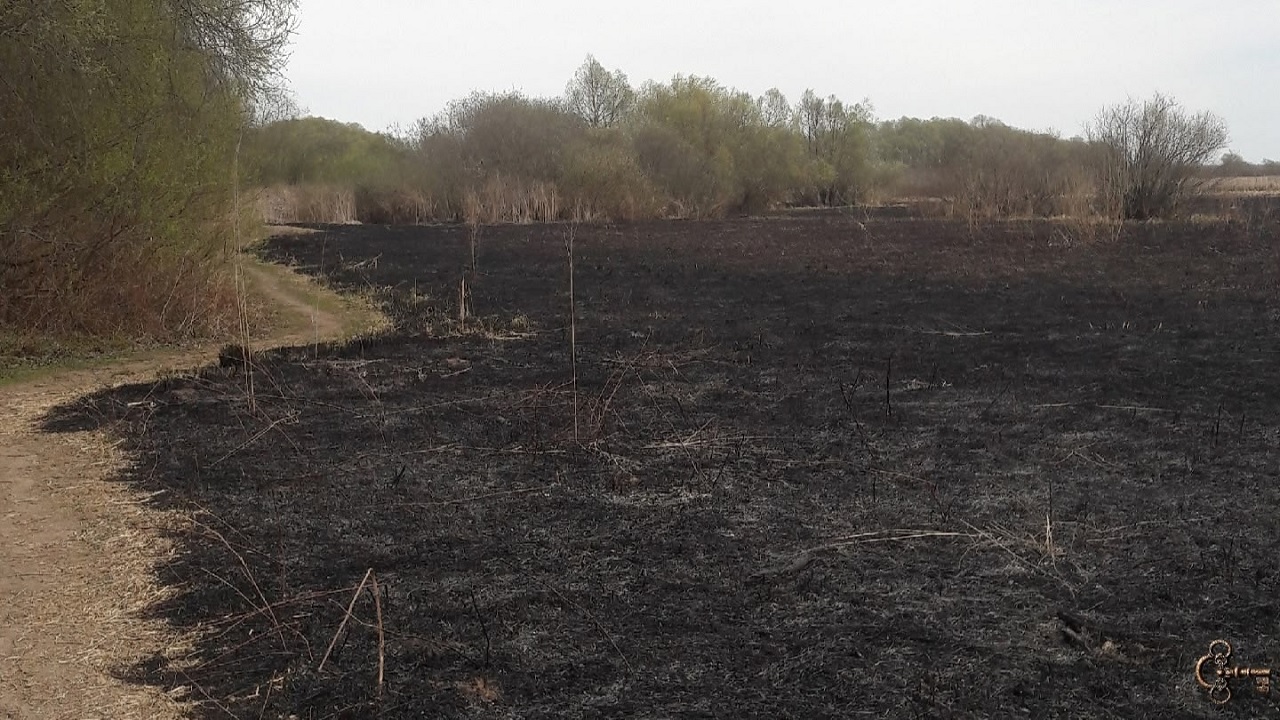 В Великом Новгороде зафиксированы палы травы