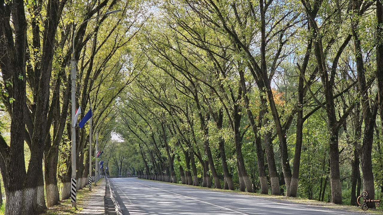 На аллее Николая Антонова выполняют обработку деревьев