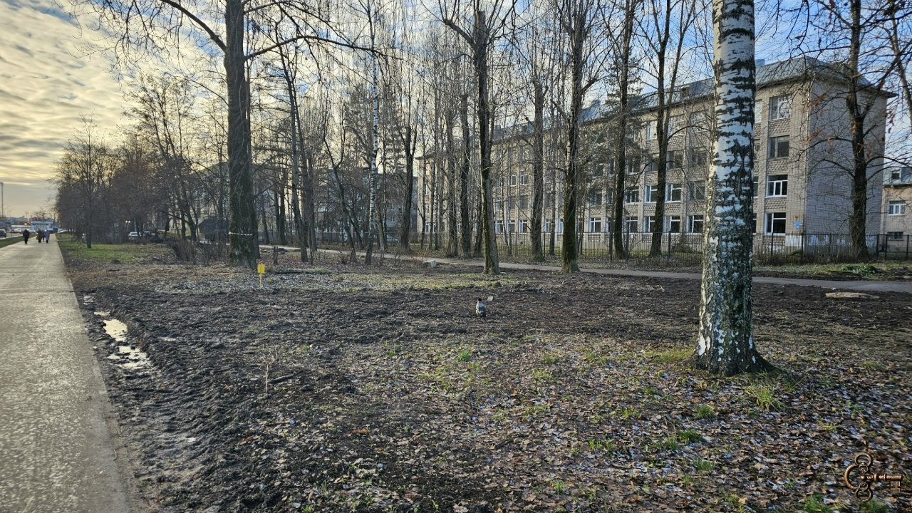 Без кустов и деревьев