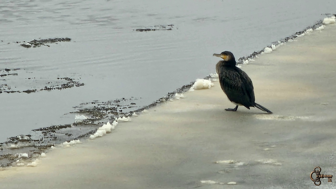 Бакланы на Волхове в Великом Новгороде