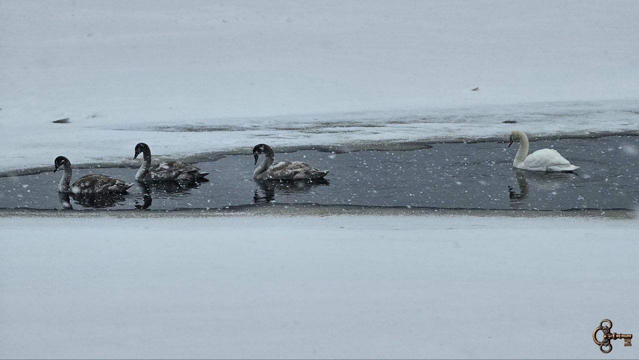Семья лебедей обосновалась на Волхове в центре Новгорода