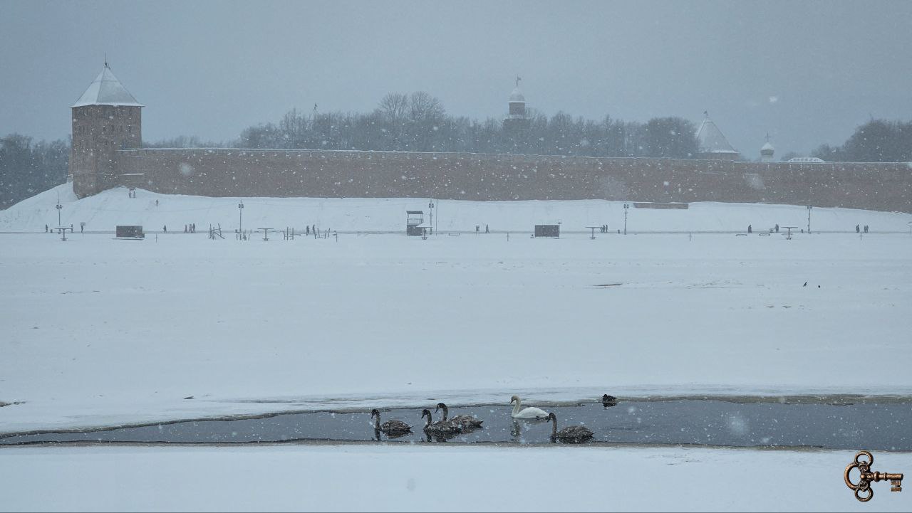 Семья лебедей