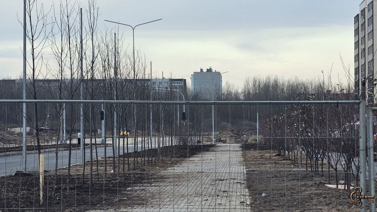 На Большой Московской в 2025 году высадили более 380 деревьев и кустов