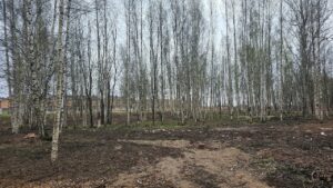 Роща в парке