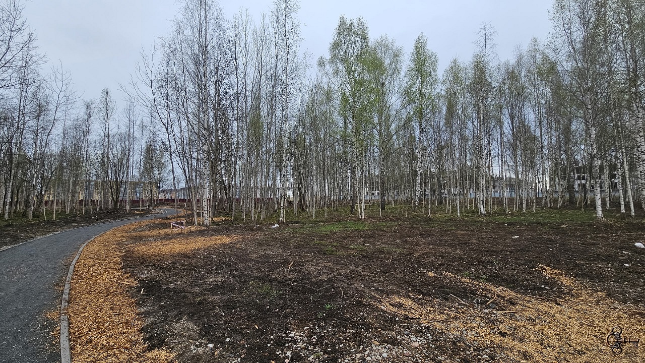 Рощу в Псковском районе продолжают благоустраивать