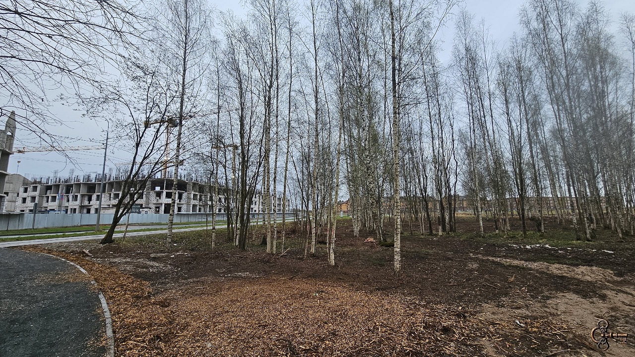 Парк с рощей в Псковском районе