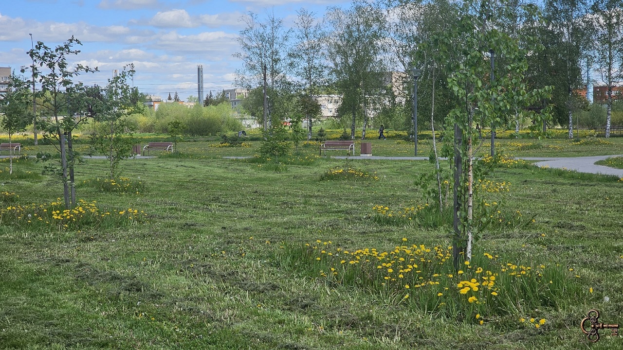 Газон в парке Юности